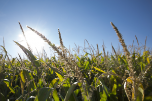 Fertilization and irrigation for maize