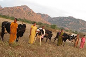 A Bellota Agrisolutions destina 155 vacas para a criação de recursos na Índia.