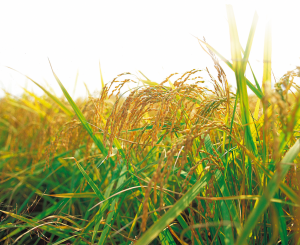 Arado y laboreo en cereal Siembra de cereales de trigo duro, tipo de trabajos agrícolas