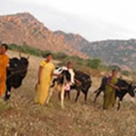 Bellota Agrisolutions donates 155 cows for to provide resources in India.