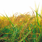 Siembra de cereales de trigo duro, tipo de trabajos agrícolas
